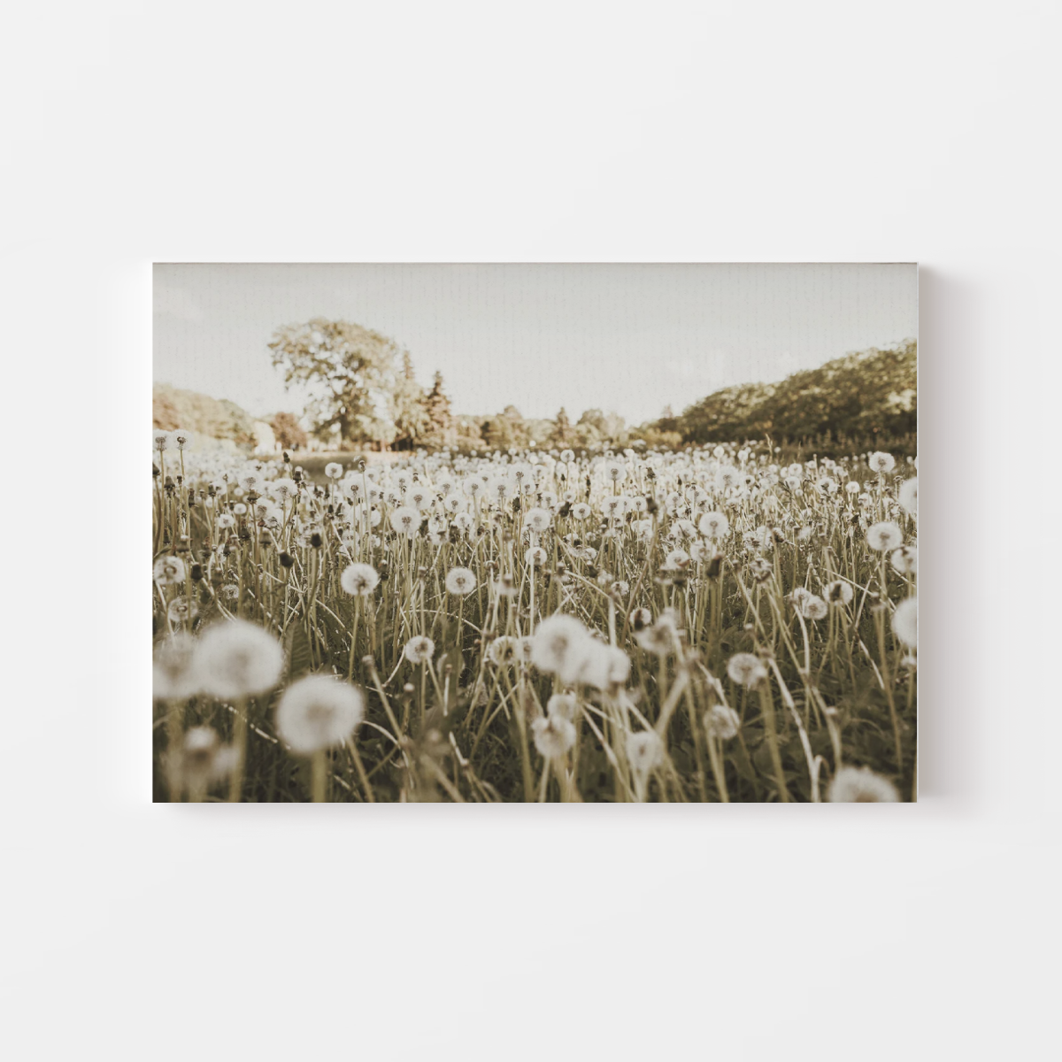 Dandelion Field Canvas