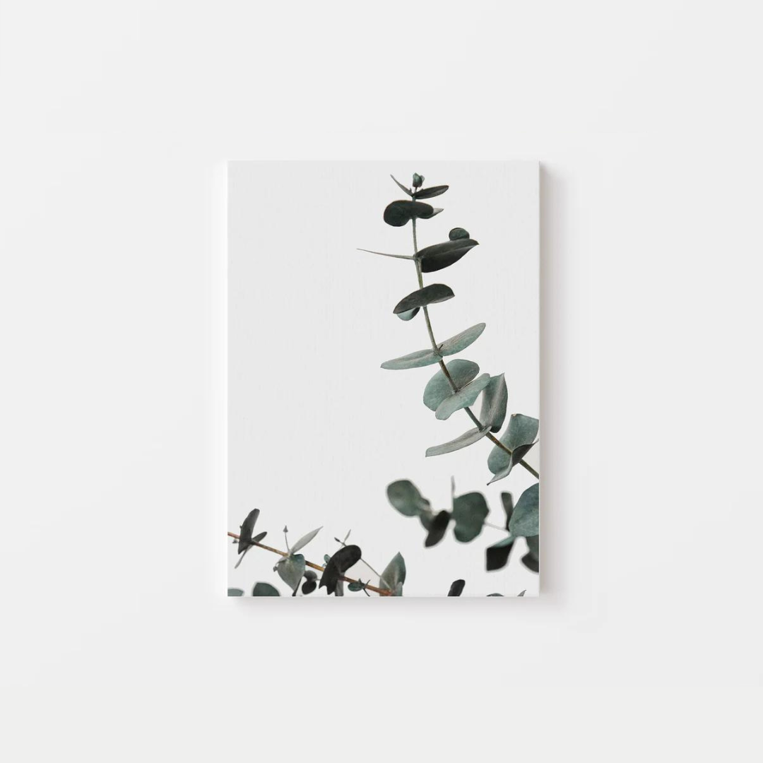 Botanical Eucalyptus Canvas