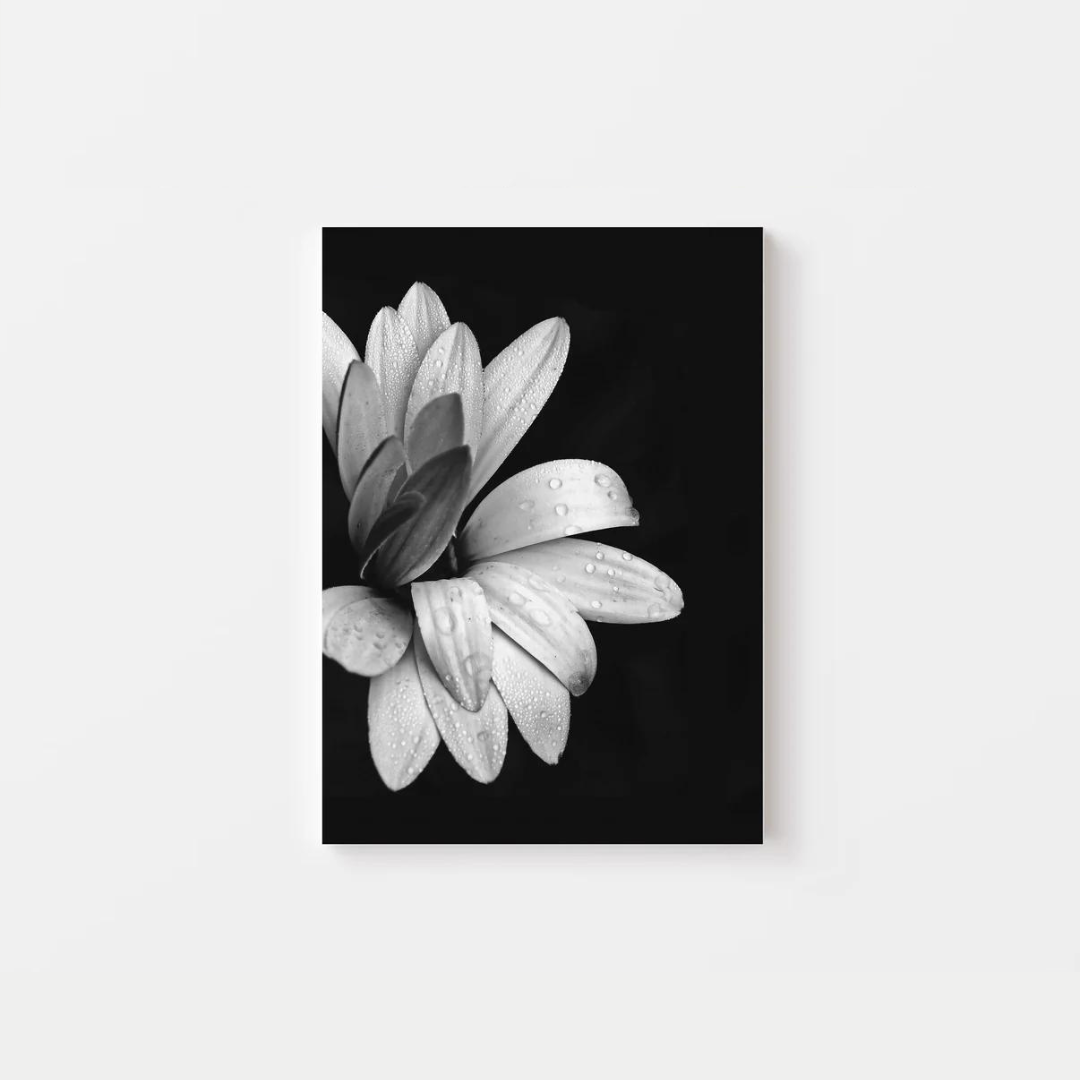 Black Rose Canvas