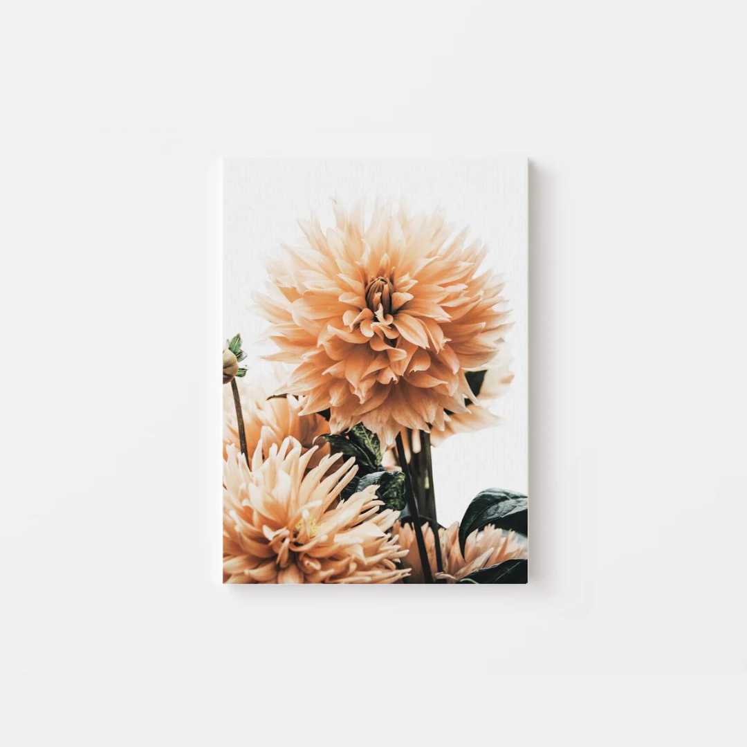 Dahlia Canvas