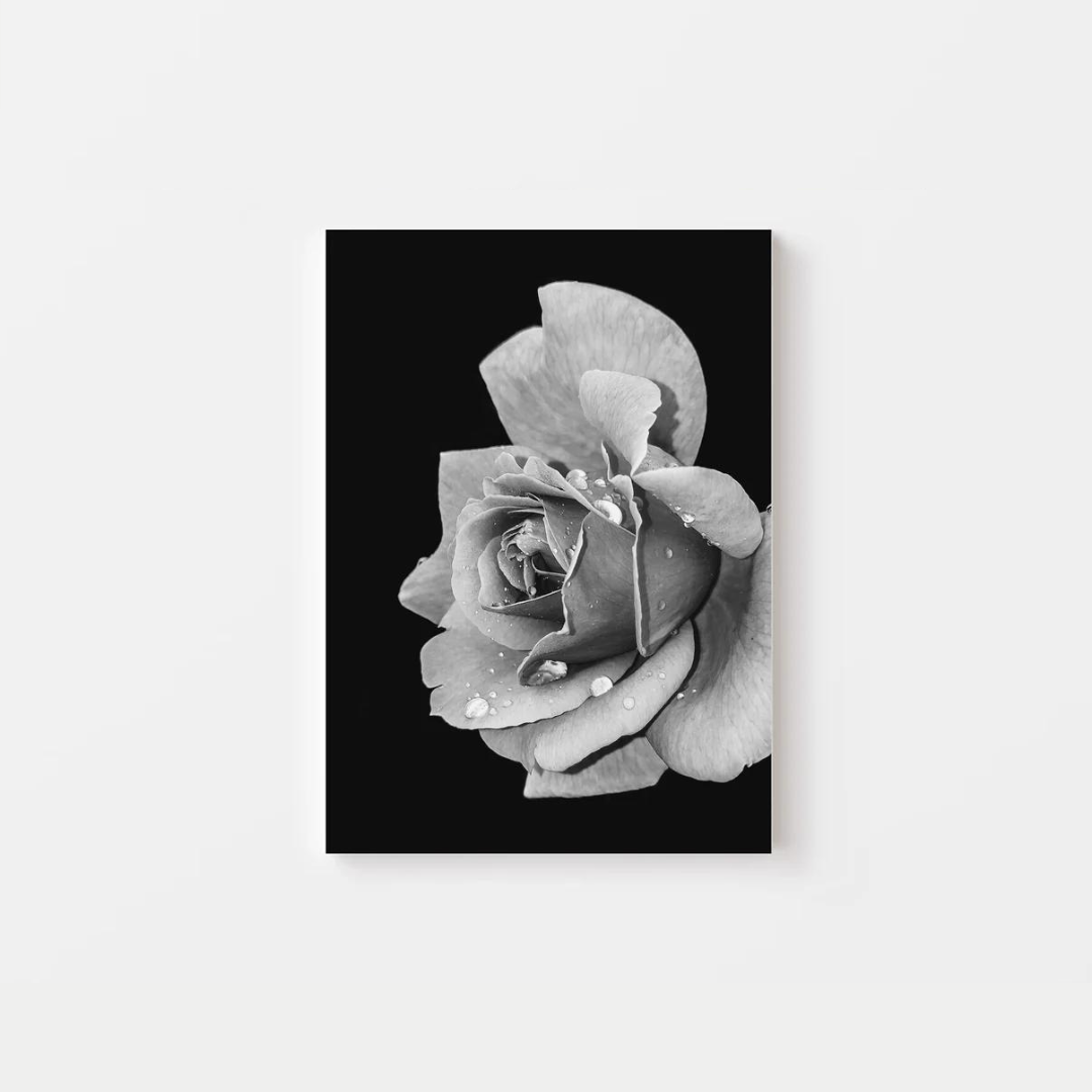 Black Rose Canvas