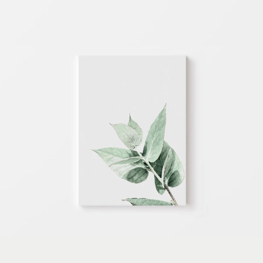 Eucalyptus Canvas