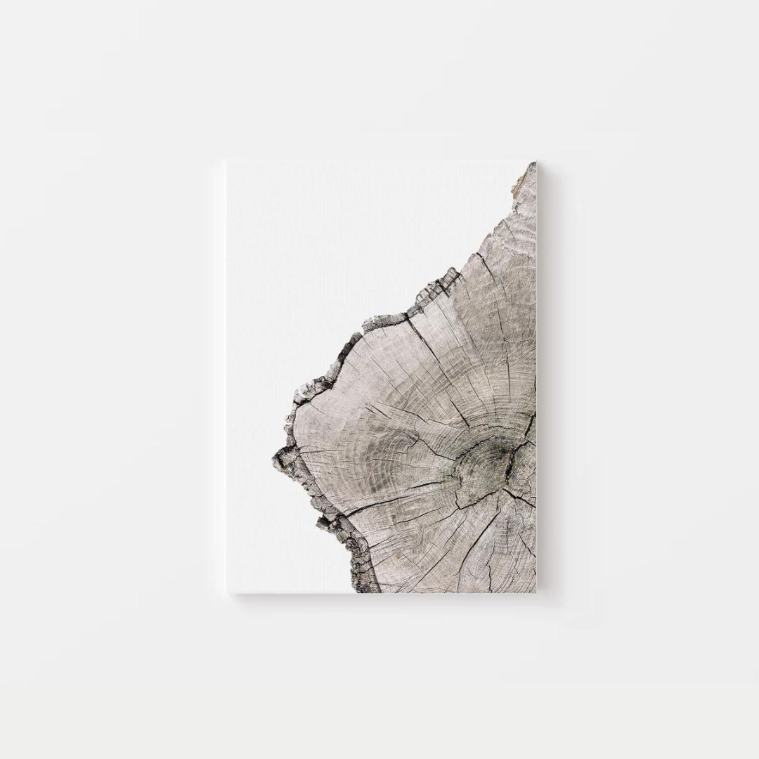 Tree Rings Canvas