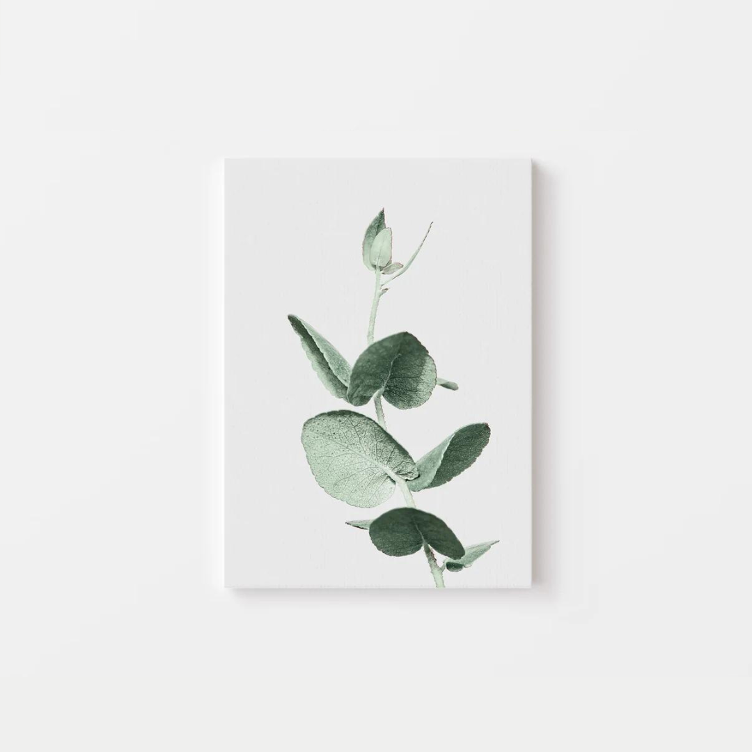 Eucalyptus Canvas