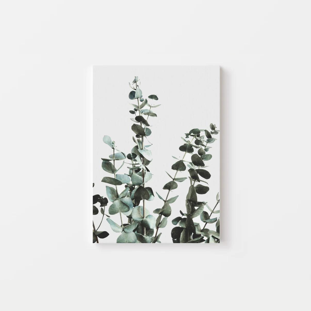 Botanical Eucalyptus Canvas