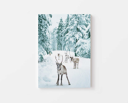 Winter Woodland Deer Canvas